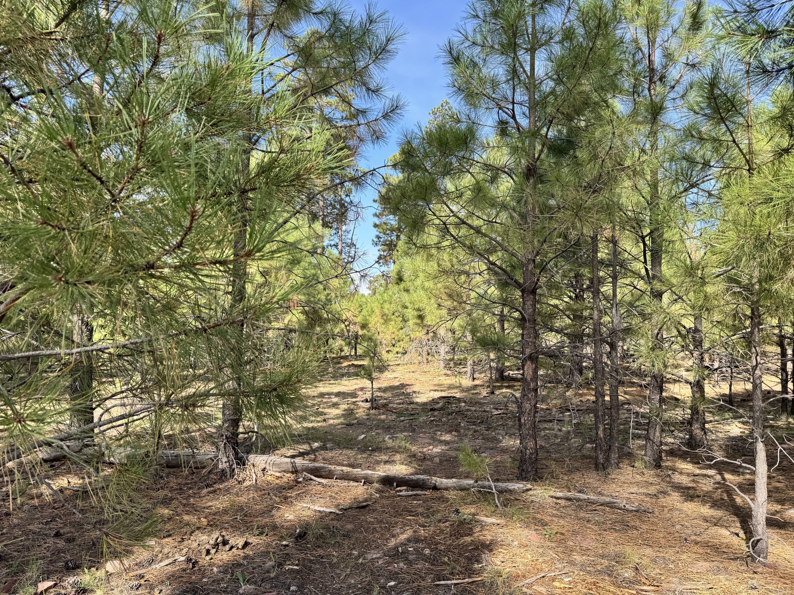 Pine woodland in bright daylight